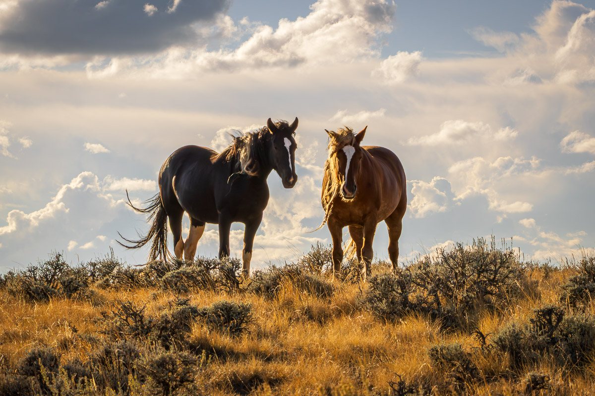 American West